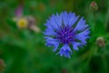 Cornflowers. Wild Blue Flowers Blooming. Closeup Image Royalty Free Stock Photo