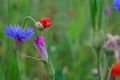 Cornflowers. Wild Blue Flowers Blooming. Closeup Image Royalty Free Stock Photo
