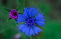 Cornflowers. Wild Blue Flowers Blooming. Closeup Image Royalty Free Stock Photo