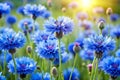 Cornflowers Wild Blue Flowers Blooming Closeup Image Royalty Free Stock Photo