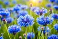 Cornflowers Wild Blue Flowers Blooming Closeup Image Royalty Free Stock Photo