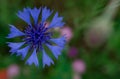 Cornflowers. Wild Blue Flowers Blooming. Closeup Image Royalty Free Stock Photo