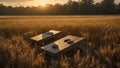 Cornhole boards in a golden wheat field at sunset with a forest in the background and a hazy sky Royalty Free Stock Photo