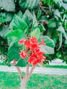 off road tree with red flower its jatropha tree