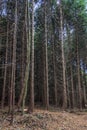 Corniferous spruce trees forest in autumn Royalty Free Stock Photo