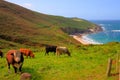 Cornish coast and countryside Portheras Cove Cornwall with cows Royalty Free Stock Photo