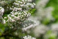 Cornish heath (erica vagans) flowers Royalty Free Stock Photo