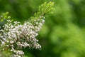 Cornish heath (erica vagans) flowers Royalty Free Stock Photo