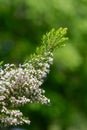 Cornish heath (erica vagans) flowers Royalty Free Stock Photo