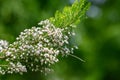 Cornish heath (erica vagans) flowers Royalty Free Stock Photo