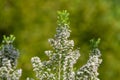 Cornish heath (erica vagans) flowers Royalty Free Stock Photo