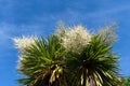 Cornish Palm Cordyline Australis in flower, with bright blue sky background