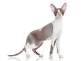 Cornish Rex Royalty Free Stock Photo