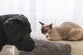A Cornish Rex cat assertively holds its ground on a couch as a curious black Labrador approaches, in a light-filled room with Royalty Free Stock Photo