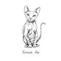 Cornish rex, cat breeds illustration with inscription, hand drawn doodle, sketch, black and white vector