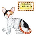 Cornish rex cat. The cat collection. Watercolor illustration.