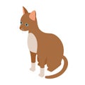 Cornish rex cat icon, isometric 3d style