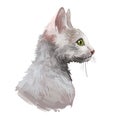 Cornish Rex cat isolated on white. Digital art illustration of hand drawn kitty for web. Face of kitten with big brown ears, blue