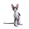 Cornish Rex cat / kitten sitting facing camera