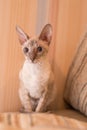 Cornish Rex cat