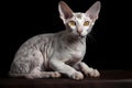 Cornish Rex cat - Originated in England (Generative AI)