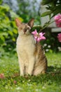 Cornish Rex Cat Sitting on Green Lawn