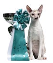 Cornish Rex cat sitting next to a cup