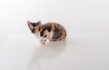 Cornish Rex Cat Sitting on the White Desk. White Background. Looking Straight. Royalty Free Stock Photo