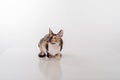 Cornish Rex Cat Sitting on the White Desk. White Background. Open Mouth and Looking Up.