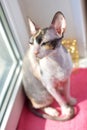 Cat cornishrex Royalty Free Stock Photo