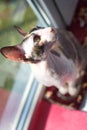 Cat cornishrex Royalty Free Stock Photo