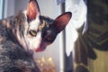 Cat cornishrex Royalty Free Stock Photo
