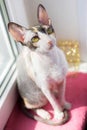 Cat cornishrex Royalty Free Stock Photo