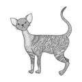 Cornish Rex icon in monochrome style isolated on white background. Cat breeds symbol stock vector illustration.