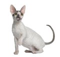 Cornish rex kitten, 4 months old Royalty Free Stock Photo