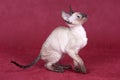 Cornish Rex kitten Royalty Free Stock Photo
