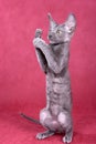 Cornish Rex kitten Royalty Free Stock Photo