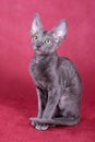 Cornish Rex kitten Royalty Free Stock Photo