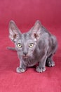 Cornish Rex kitten Royalty Free Stock Photo