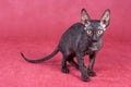 Cornish Rex kitten Royalty Free Stock Photo