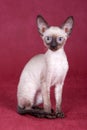 Cornish Rex kitten Royalty Free Stock Photo