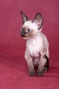 Cornish Rex kitten Royalty Free Stock Photo
