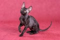 Cornish Rex kitten Royalty Free Stock Photo