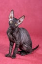 Cornish Rex kitten Royalty Free Stock Photo