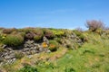 Cornish wall