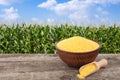 Cornmeal porridge in bowl Royalty Free Stock Photo