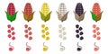 Corn Vector Set Icon Flat Ilustrations Royalty Free Stock Photo