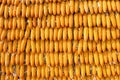 Corns for animal feeding