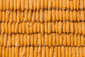 Corns for animal feeding Royalty Free Stock Photo