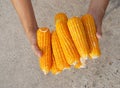 Corns in Farmers Hands